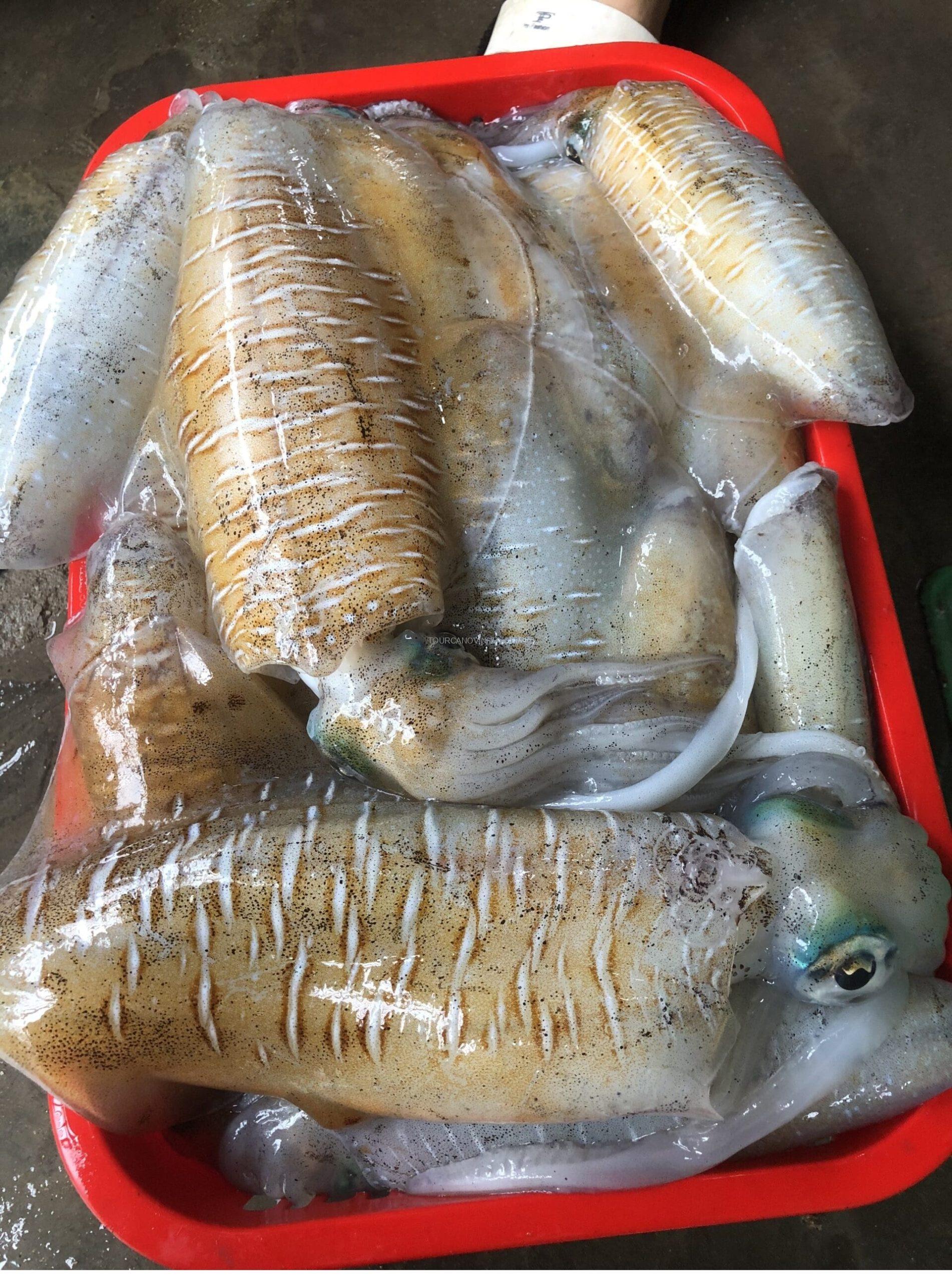 Mực Vĩnh Hy tươi rói Mực Vĩnh Hy tươi rói